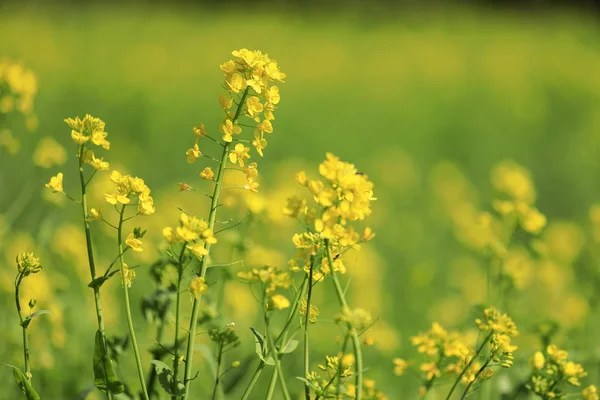 Field of rapeseed in early spring of Japan — Stock Photo, Image