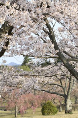 kiraz çiçekleri Sakura içinde hiçbir sato, Izu, Shizuoka, Japonya