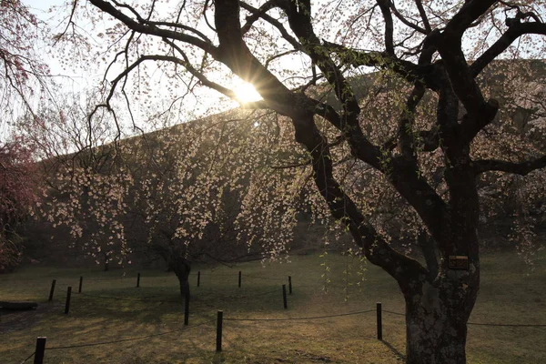 Cherry blossoms in Sakura no sato, Izu, Shizuoka, Japan — Stock Photo, Image