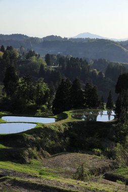 Yamakoshi, Nagaoka, Niigata, Japonya'da teraslı pirinç tarlası