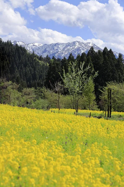 Champ de colza et les montagnes Echigo à Uonuma, Niigata, Japon — Photo