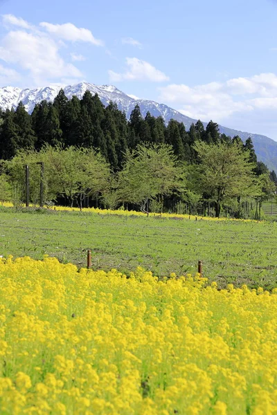 Champ de colza et les montagnes Echigo à Uonuma, Niigata, Japon — Photo