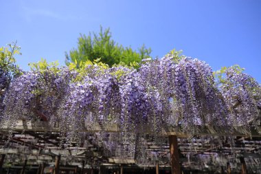Wisteria çardak