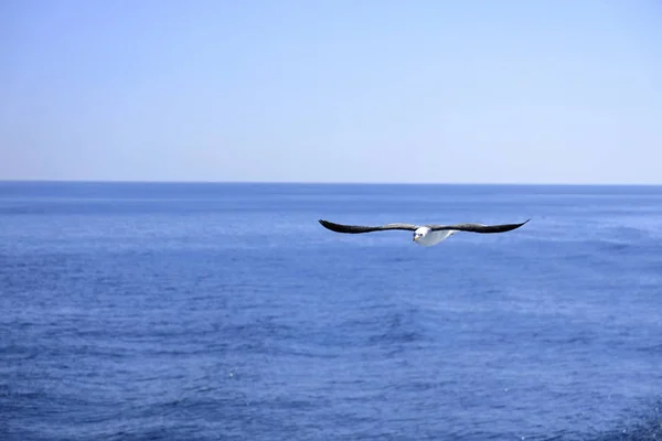 Mouette survolant la mer bleue — Photo
