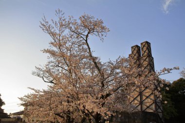 Nirayama reverberatory fırınlar ve kiraz çiçekleri Izu, Shizuoka, Japonya