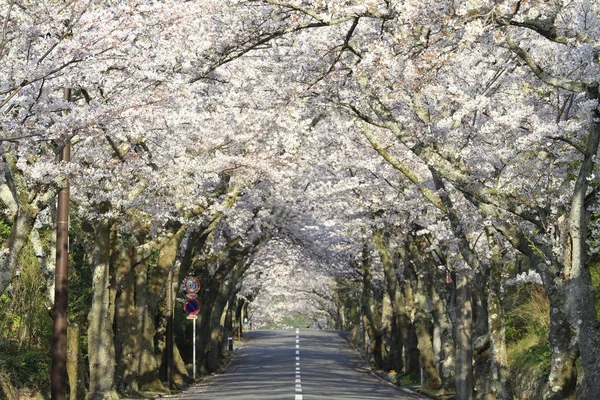 Túnel de flores de cerezo en las tierras altas de Izu, Shizuoka, Japón —  Fotos de Stock
