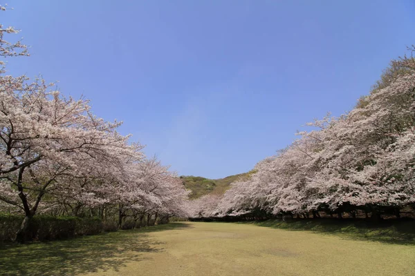 Rad körsbärsträd vid Inatori högland, Higashi Izu, Shizuoka, Japan — Stockfoto