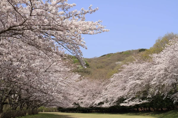 Ряд цветущих сакур в горах Инатори, Хигаси Идзу, Сидзуока, Япония — стоковое фото