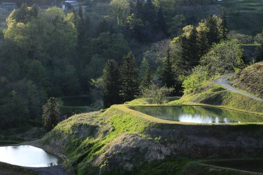 Yamakoshi, Nagaoka, Niigata, Japonya'da teraslı pirinç tarlası