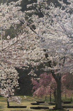 kiraz çiçekleri Sakura içinde hiçbir sato, Izu, Shizuoka, Japonya
