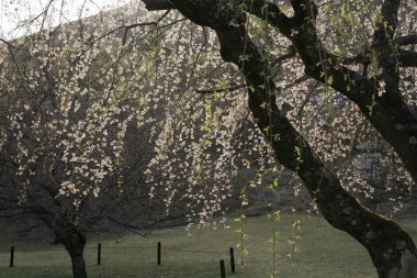 kiraz çiçekleri Sakura içinde hiçbir sato, Izu, Shizuoka, Japonya