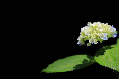 ortanca Kamakura, Kanagawa, Japonya (bir açık mavi çiçek) kopya alanı ile