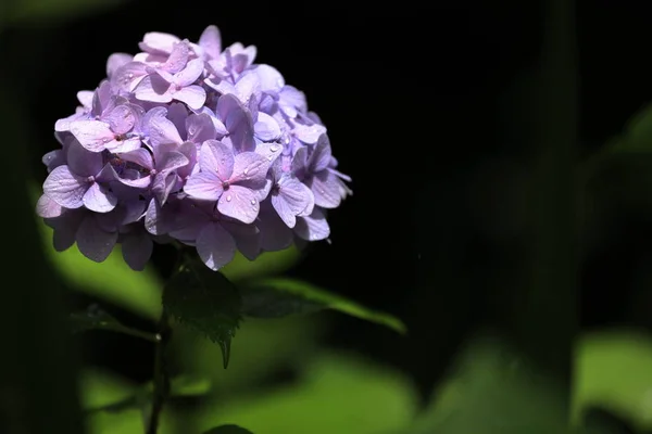Hortensias en Kamakura, Kanagawa, Japón (una flor rojo-púrpura) con espacio para copiar —  Fotos de Stock