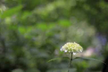 Kamakura, Kanagawa, Japonya 'da hidangea (bir beyaz çiçek)