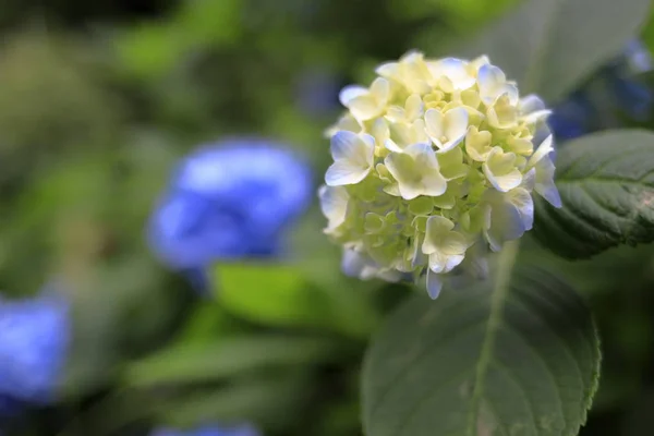 Hortensias en Kamakura, Kanagawa, Japón (una flor azul claro ) —  Fotos de Stock