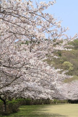 Inatori dağlık kesimindeki kiraz ağaçları, Higashi Izu, Shizuoka, Japonya