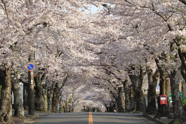 Tunnel di fiori di ciliegio nell'altopiano di Izu, Shizuoka, Giappone — Foto Stock