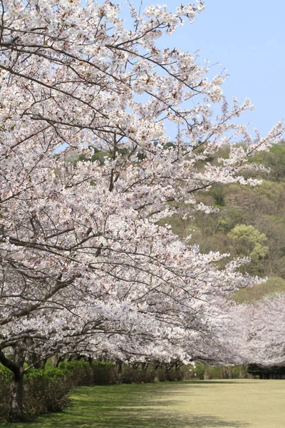 Cseresznyevirág-fák sora Inatori hegyvidékén, Higashi Izu, Sizuoka, Japán — Stock Fotó