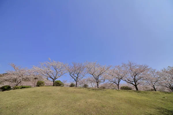 Hilera de cerezos en las tierras altas de Inatori, Higashi Izu, Shizuoka, Japón —  Fotos de Stock