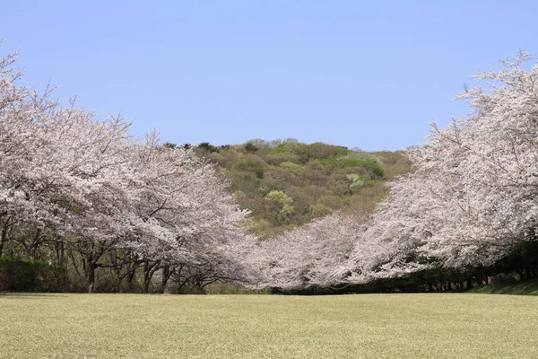 Hilera de cerezos en las tierras altas de Inatori, Higashi Izu, Shizuoka, Japón — Foto de Stock