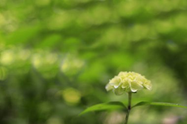Kamakura, Kanagawa, Japonya 'da hidangea (bir beyaz çiçek)