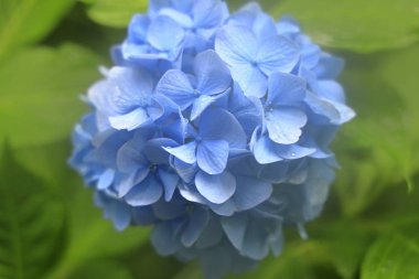 Kamakura, Kanagawa, Japonya (bir mavimsi mor çiçek ortanca)