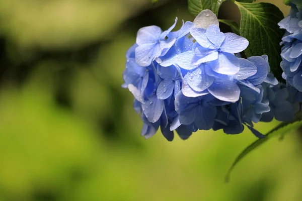 Hortensias en Kamakura, Kanagawa, Japón (una flor púrpura azulada ) —  Fotos de Stock