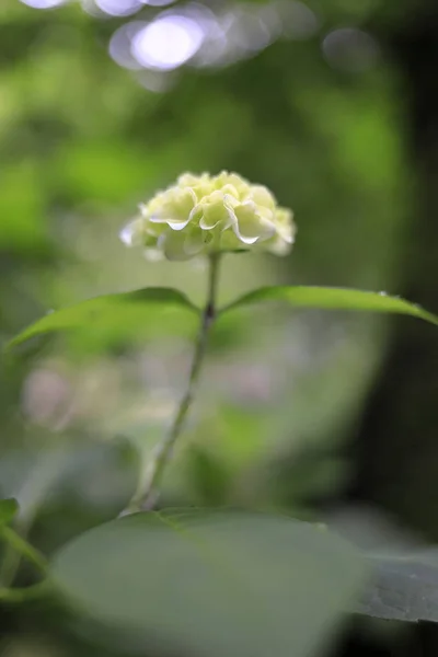 hydrangea in Kamakura, Kanagawa, Japan (one white flower)