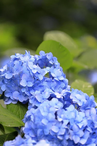 Гортензии в Камакуре, Канагава, Япония (один голубоватый фиолетовый цветок ) — стоковое фото