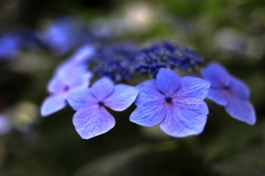 ortanca macrophylla f.normalis kamakura, Kanagawa, Japonya (bir mor çiçek)