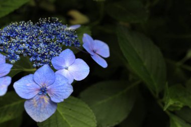 ortanca macrophylla f.normalis kamakura, Kanagawa, Japonya (bir mor çiçek)