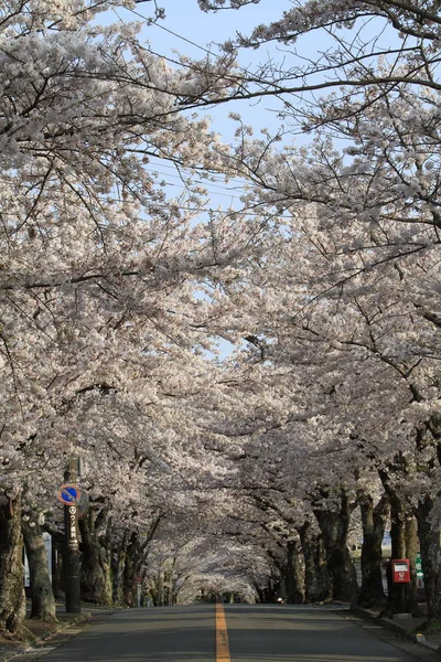 Izu highland, Shizuoka, Japonya kiraz çiçekleri tüneli — Stok fotoğraf