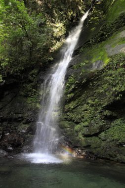 Iya vadisinde Biwa şelalesi, Tokushima, Japonya