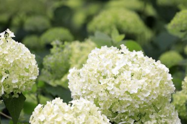 Japonya 'da ortanca (beyaz)