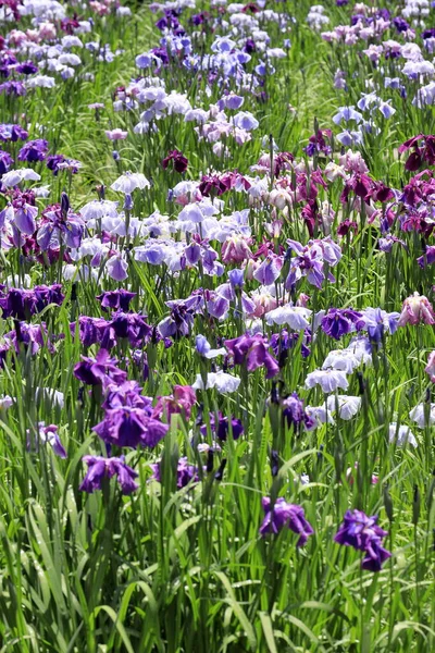 Japanische Iris Japan — Stockfoto