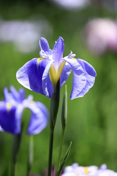 Japanse Iris Enkele Bloem — Stockfoto