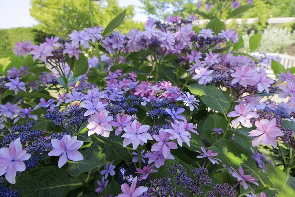 Hortensien Japan Rot Violett — Stockfoto