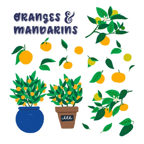 Πορτοκάλια σε γρανίτσες και φύλλα Clip Art — Διανυσματικό Αρχείο