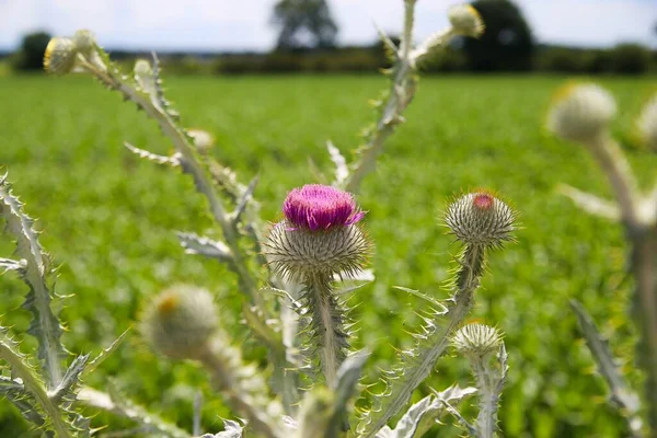 Close up of pink blossom of cotton scotch thistle (onopordum acanthium), green corn field background (focus on center and right bud) - Netherlands