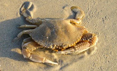 Jamaika 'daki kumda etkileyici pençeleri olan izole edilmiş yengeci kapatın.