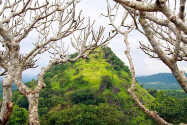 Sri Lanka, Dambulla ağaçlarının çıplak dalları ile çerçevelenmiş yeşil tepe zirvesi