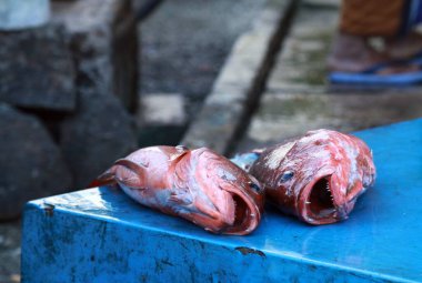 Hikkaduwa, Sri Lanka yakınlarındaki balık pazarında mavi karatavuklu iki kırmızı levreğe yaklaş.