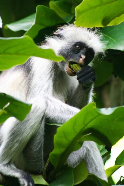 Vereinzelt Gefährdeter Roter Colobus Affe Piliocolobus Procolobus Kirkii Frisst Ein — Stockfoto