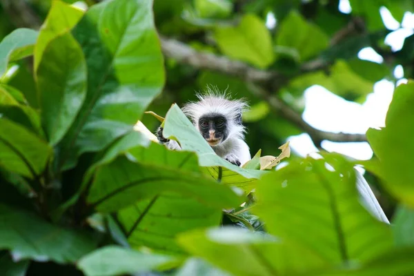 Mono Colobo Rojo Joven Piliocolobus Procolobus Kirkii Escondido Detrás Las — Foto de Stock