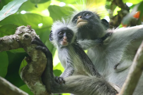 Scimmia Pericolo Colobo Rosso Piliocolobus Procolobus Kirkii Madre Bambino Seduti — Foto Stock