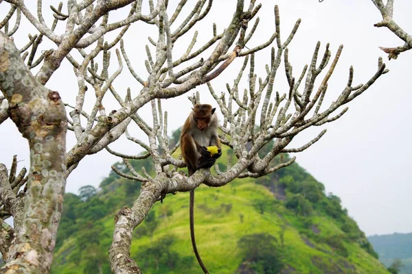 Mono Macaco Toque Salvaje Macaca Sinica Sentado Una Rama Árbol — Foto de Stock