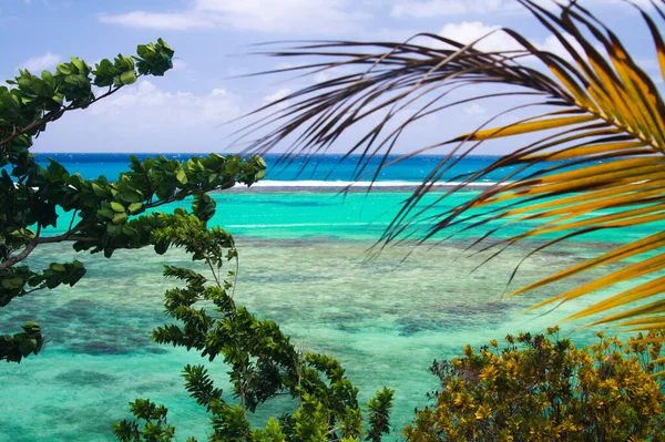木々とプラムの葉に囲まれた人里離れた青いターコイズブルーのラグーンリーフで見る 左側の木に焦点を当てる ポートアントニオ サンビーチ ジャマイカ — ストック写真