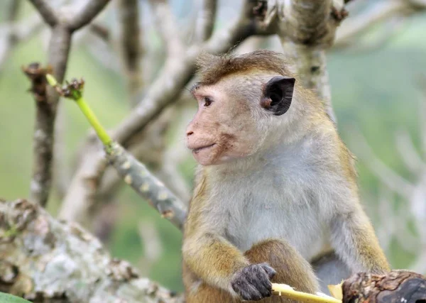 Primer Plano Del Mono Macaco Toque Salvaje Macaca Sinica Sentado — Foto de Stock