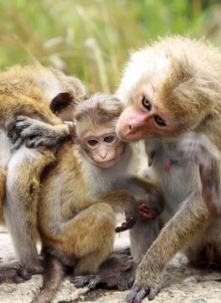 Close Toque Macaque Monkey Macaca Sinica Family Mother Father Caressing — Stock Photo, Image