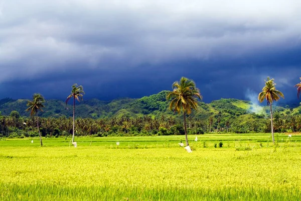 View Bright Rice Paddy Dark Menacing Clouds Announce Severe Rain — Stock Photo, Image